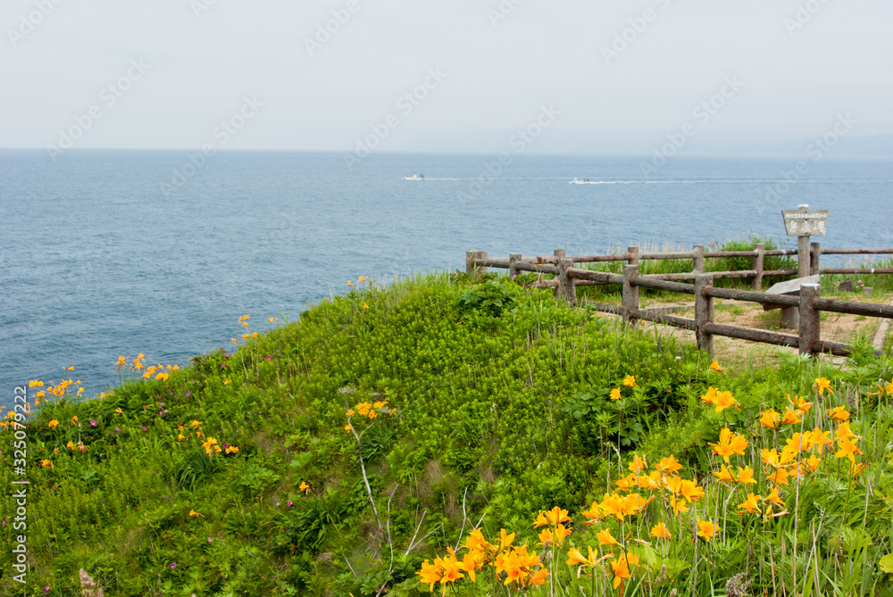 日本海の望む岸に咲くエゾカンゾウ　北海道寿都町
