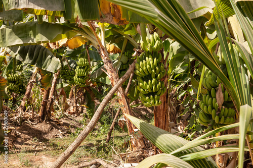 Bananenstauden auf Plantage photo