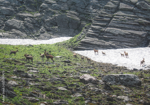 A herd of mountain antelopes on a glacier in the highlands of the North Caucasus ridge in Krasnaya Polyana