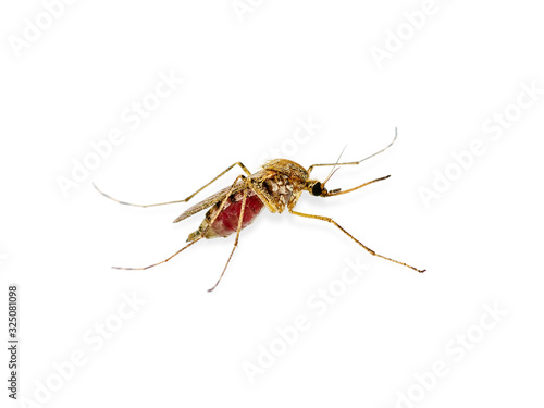 Dangerous Malaria Infected Mosquito Isolated on White, Leishmaniasis, Encephalitis, Yellow Fever, Dengue Disease, Mayaro, Zika, EEEV or EEE Virus Infectious Culex Mosquito Parasite Insect Macro