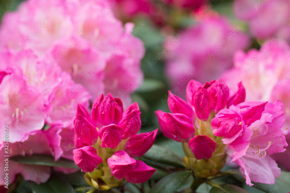 Pink rhododendron blooms in the garden