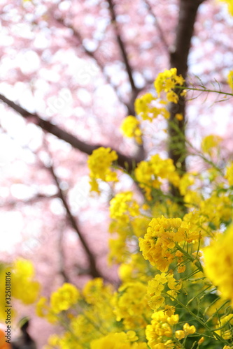 菜の花