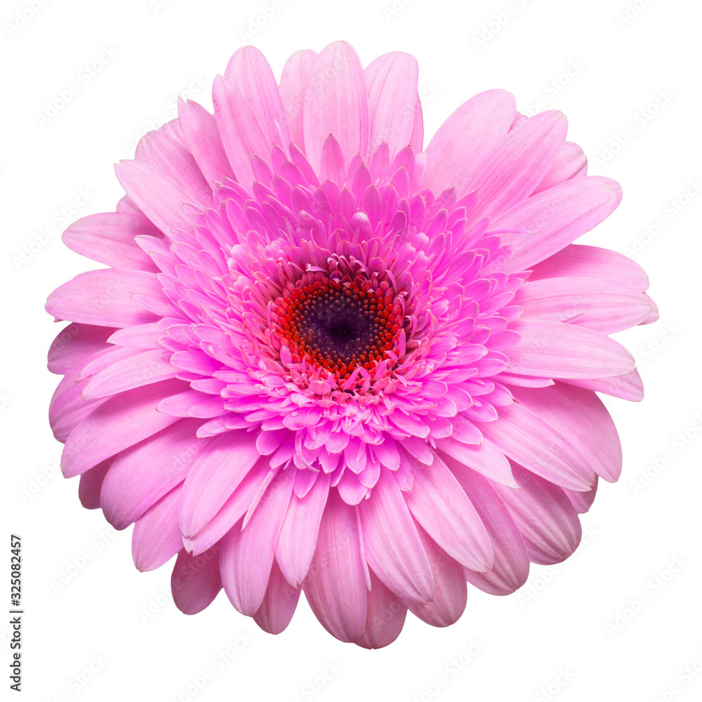 Flower pink gerbera isolated on white background. Summer. Spring. Flat lay, top view. Love. Valentine's Day