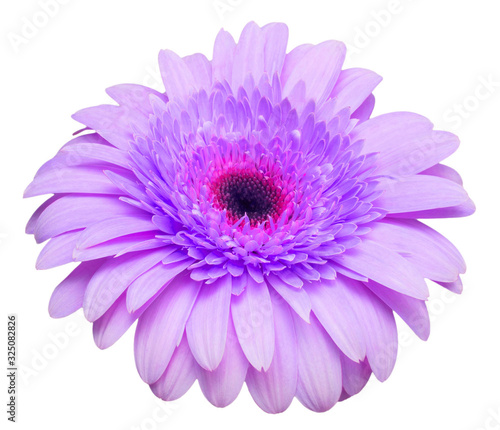 Flower violet gerbera isolated on white background. Summer. Spring. Flat lay, top view. Love. Valentine's Day