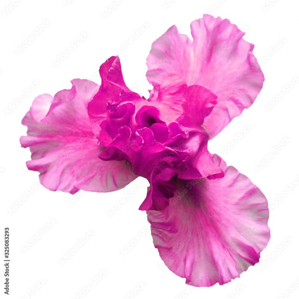 Pink iris flower isolated on white background. Easter. Summer. Spring. Flat lay, top view. Love. Valentine's Day. Floral pattern, object. Nature concept
