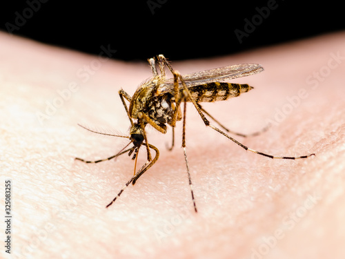 Dangerous Zika Infected Mosquito Bite, Leishmaniasis, Encephalitis, Yellow Fever, Dengue, Malaria Disease, Mayaro, EEEV or EEE Virus Infectious Culex Mosquito Parasite Insect