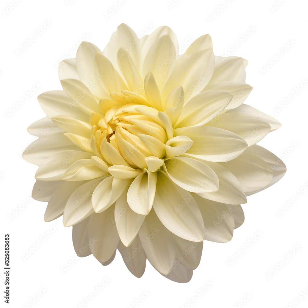 White dahlia flower head isolated on white background. Spring time, garden. Flat lay, top view