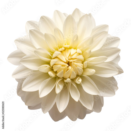 Wallpaper Mural White dahlia flower head isolated on white background. Spring time, garden. Flat lay, top view Torontodigital.ca