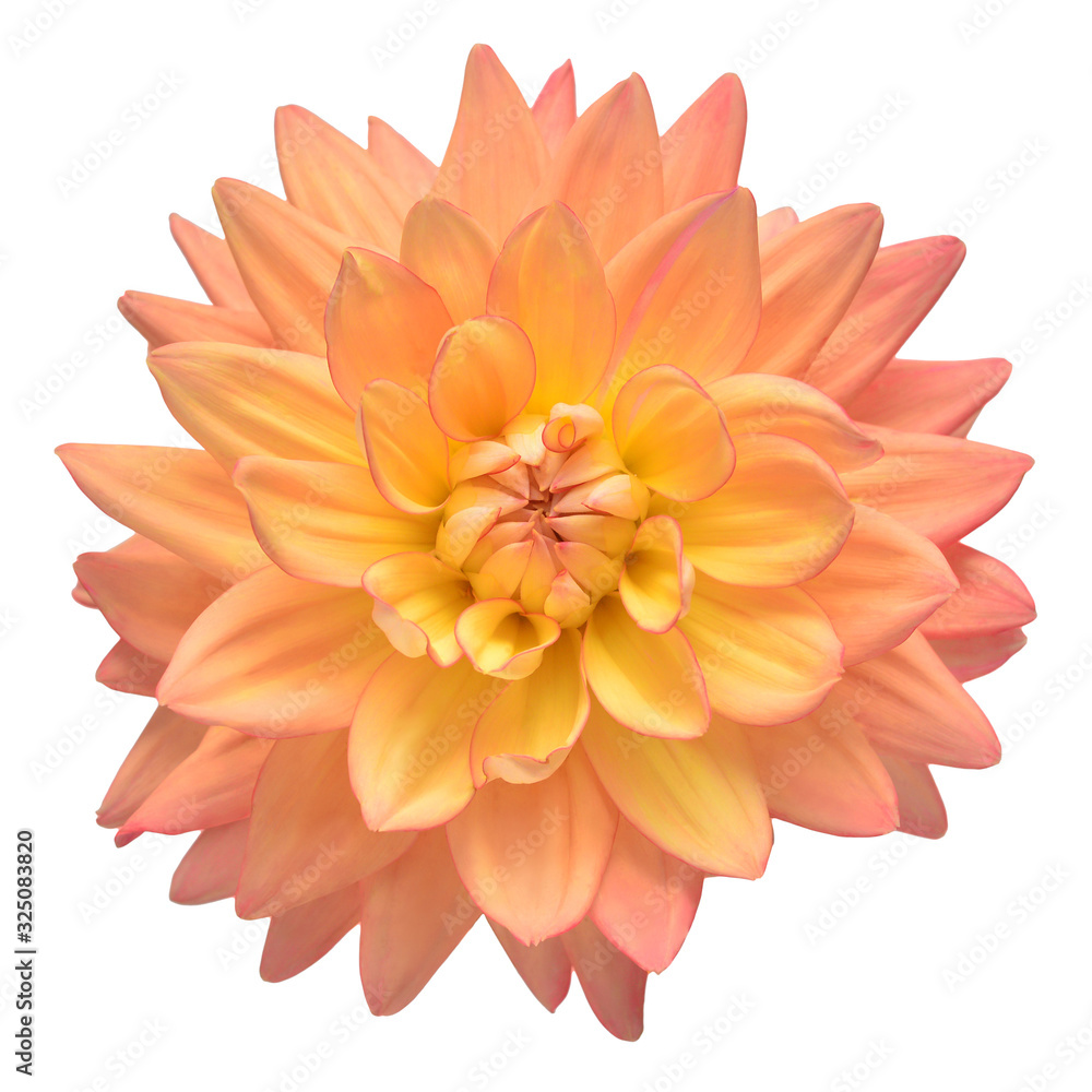 Dahlia flower head pink isolated on white background. Spring time, garden. Flat lay, top view