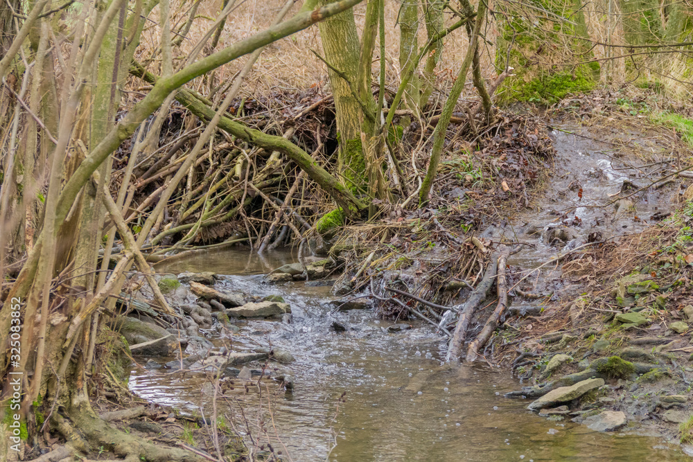 Beaver dam Beaver dam