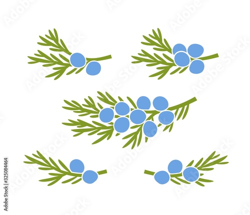 Juniper berries logo. Isolated Juniper berries on white background