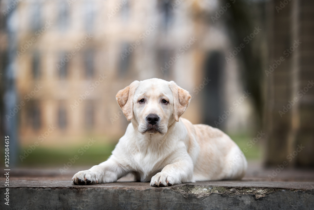 yellow labrador retriever puppy lying down outdoors yellow labrador retriever puppy lying down outdoors