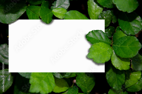 White frame with leaves background