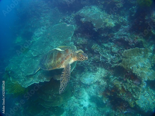 Green Turtle in Moalboal, Philippines