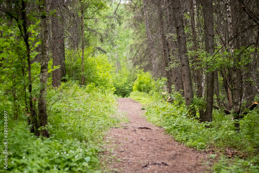 Obraz premium path in the forest