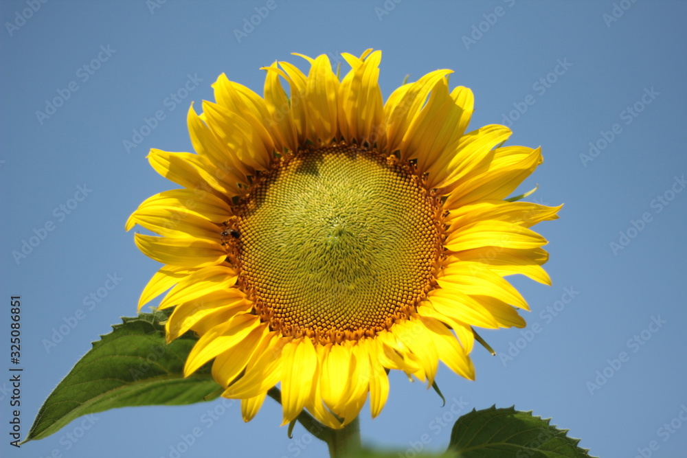 the blooming sunflowers as summer vacation holiday concept the blooming sunflowers as summer vacation holiday concept