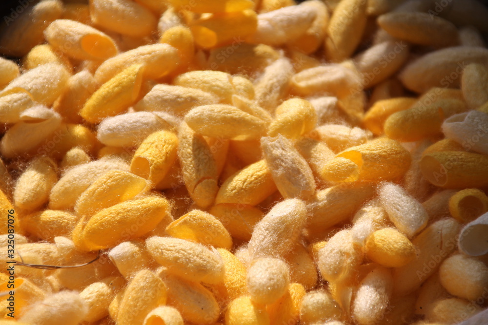 pupa silk for thai silk, silkworm closeup in yellow colors for background