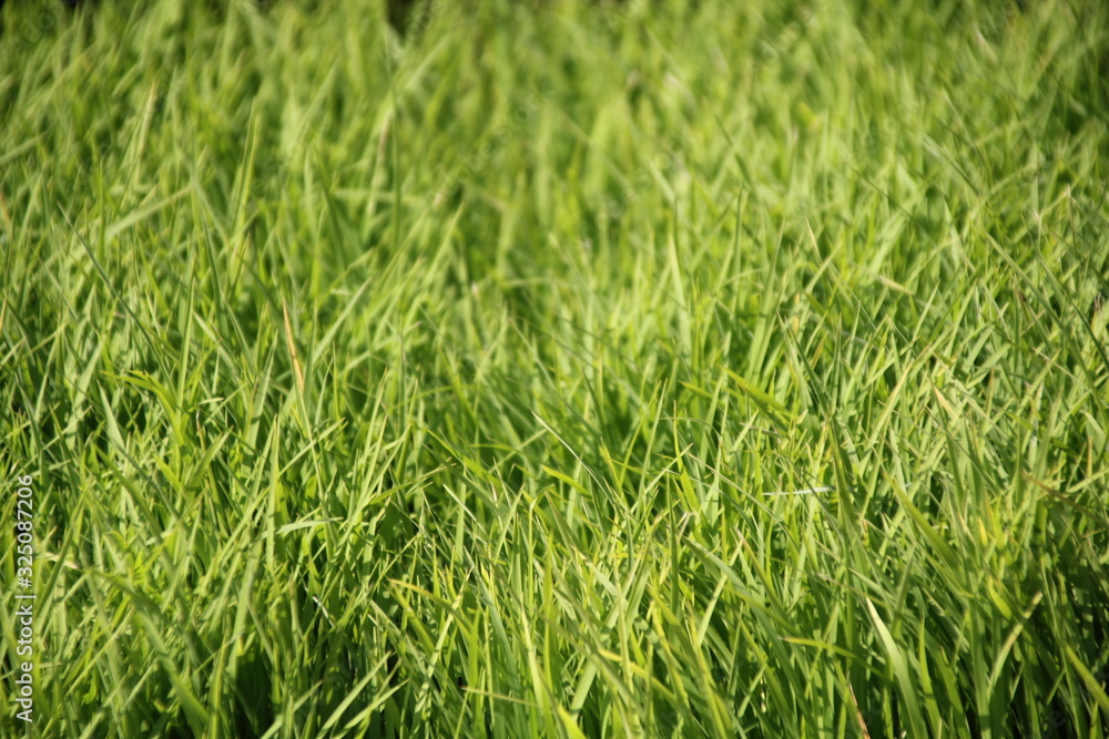 green rice seed closeup background green rice seed closeup background