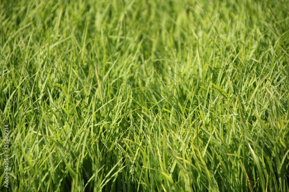 green rice seed closeup background green rice seed closeup background
