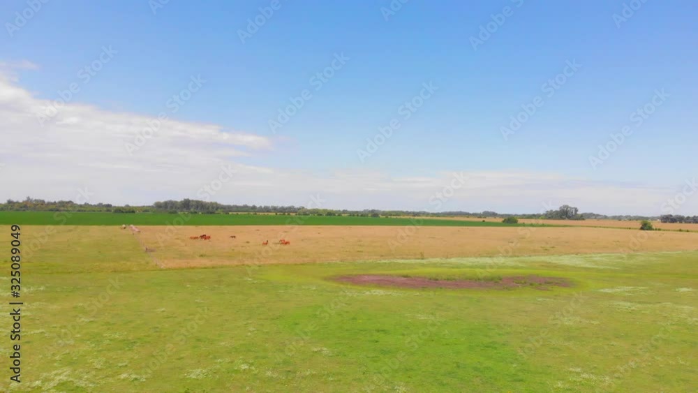 4k high aerial drone shot approaching horses in an expansive green field, Argentina 4k high aerial drone shot approaching horses in an expansive green field, Argentina