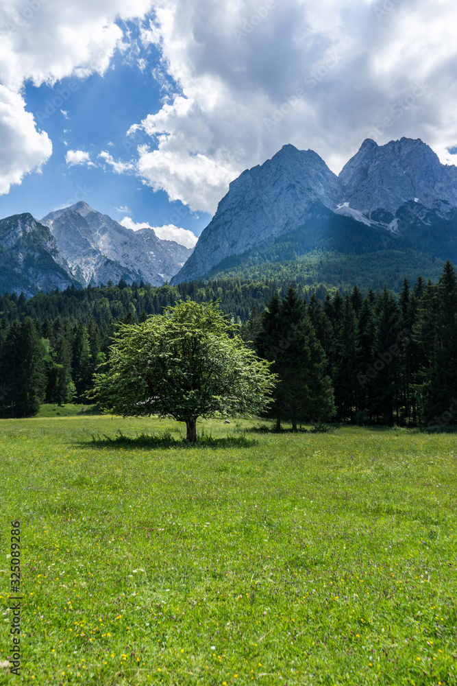 Tree in front of the Zugspitze bavarian alps