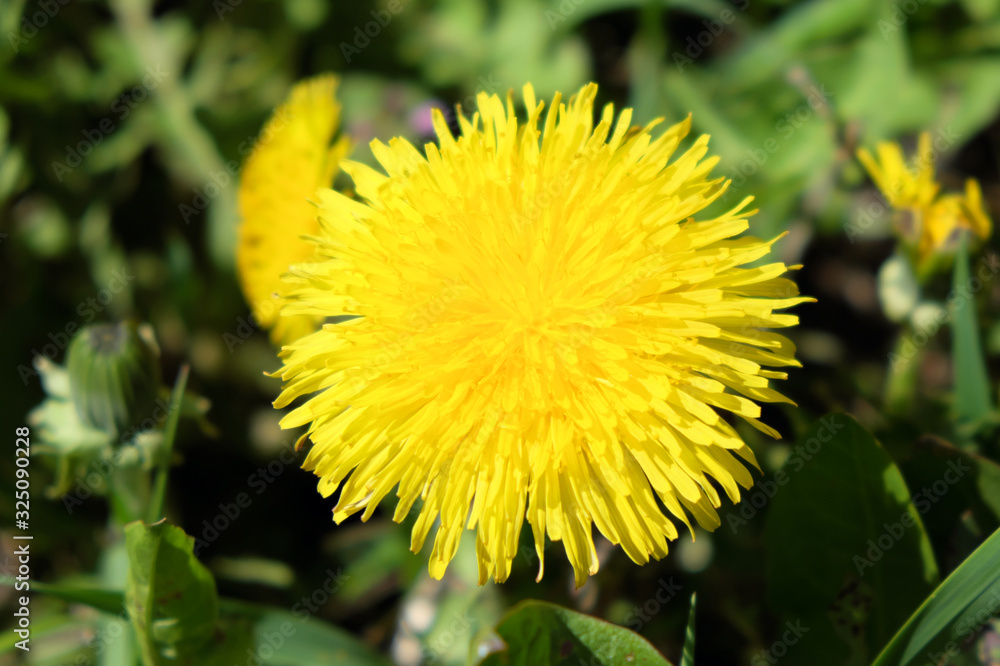 A large and beautiful dandelion flower. One yellow flower. A large and beautiful dandelion flower. One yellow flower.