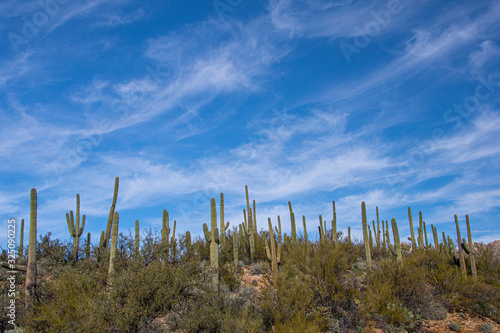 Tucson Desert