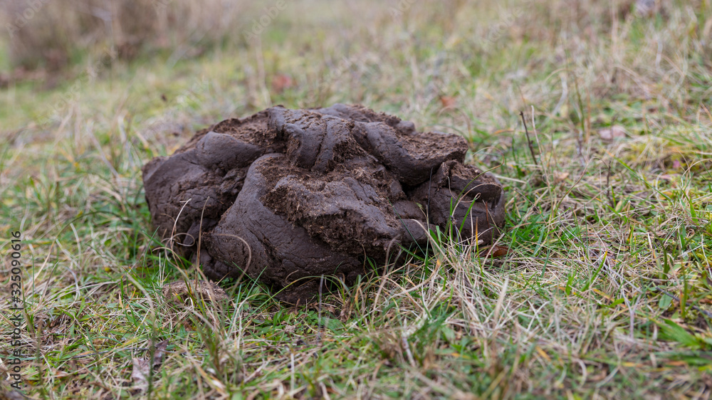A close up shot of fresh cow manure A close up shot of fresh cow manure