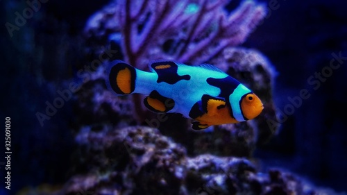 Hybrid snowflake clownfishes in coral reef aquarium tank