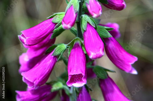 purple flowers in the garden