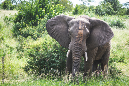 Big male elephant with dirt on its face © Joefke