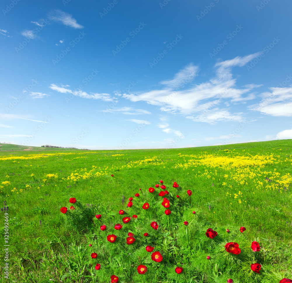 Red and yellow flower field and lue sky with clouds