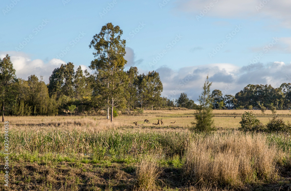 landscape with trees and blue sky and  kangaroo