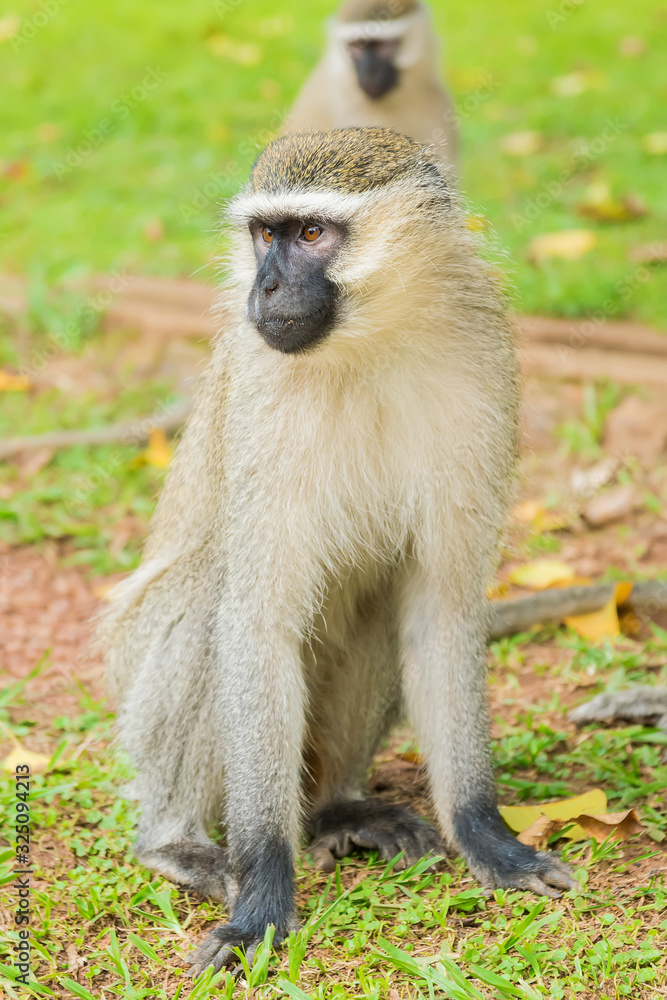 Monkeys play in the garden