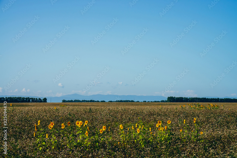 Beautiful scenic landscape with harvested sunflowers in empty field under blue sky. Some sunflowers grow among empty field on background of horizon with trees. Plantation of sun flowers. Harvest time.