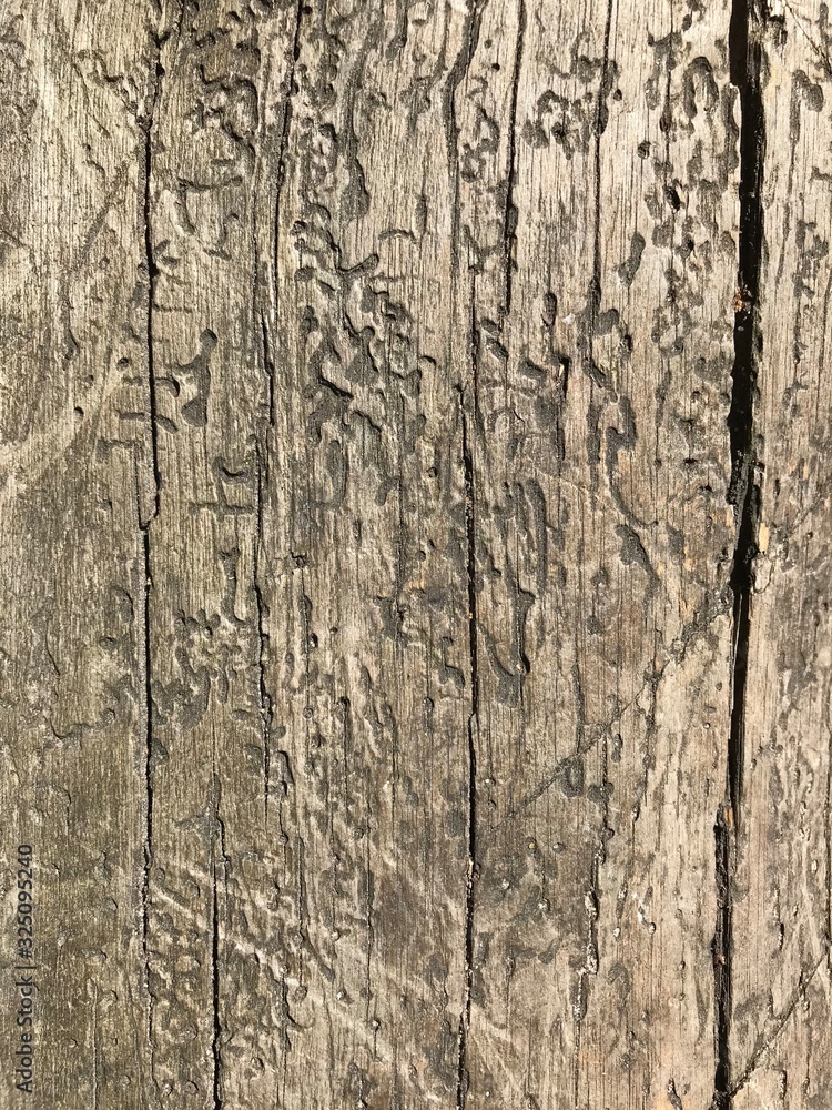 Fototapeta premium texture of bark of an old tree, background, old tree with a pattern of insect moves, textured wood,