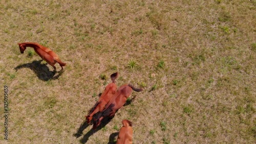 4k top down aerial shot of horses walking in a field, Argentina photo