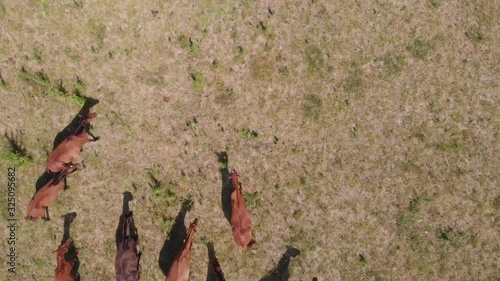 4k aerial top down drone shot of horses walking in dry pasture, shadow, Argentina photo