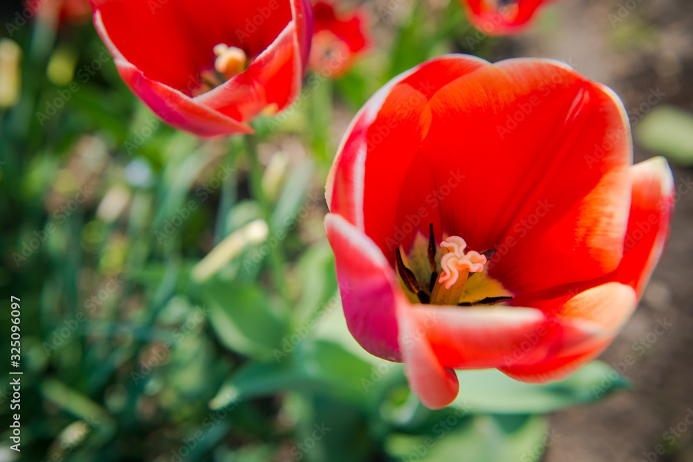 Gardening in the spring. Red tulips in the garden. Pink Tulips, Selective Focus. tulips in the garden on a sunny day Gardening in the spring. Red tulips in the garden. Pink Tulips, Selective Focus. tulips in the garden on a sunny day