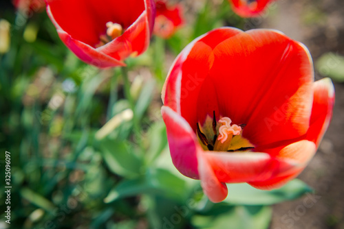 Gardening in the spring. Red tulips in the garden. Pink Tulips, Selective Focus. tulips in the garden on a sunny day