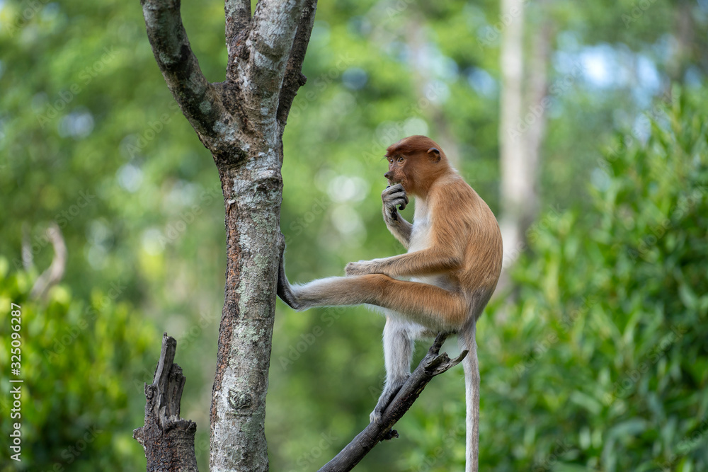 © OlegD - Wild Proboscis monkey or Nasalis larvatus, in rainforest of Borneo, Malaysia