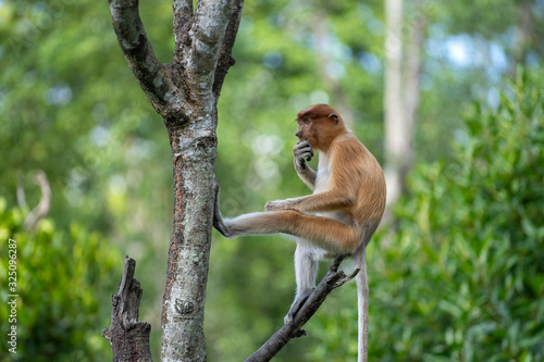 Wild Proboscis monkey or Nasalis larvatus, in rainforest of Borneo, Malaysia photo