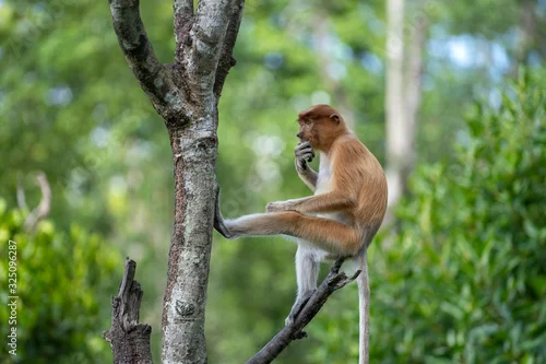 Naklejka na ścianę Wild Proboscis monkey or Nasalis larvatus, in rainforest of Borneo, Malaysia