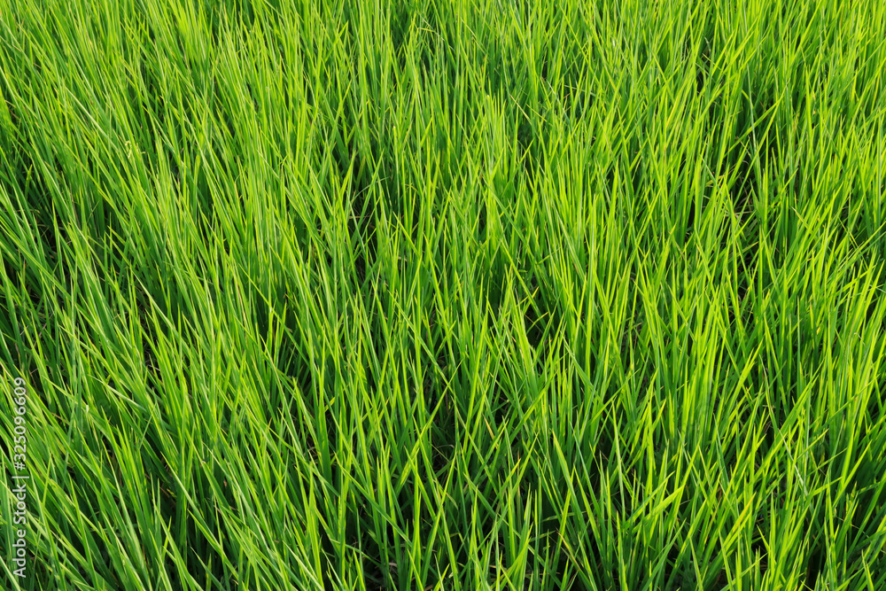 Obraz premium Fresh spring green grass. Beauty natural background. wallpaper green color.