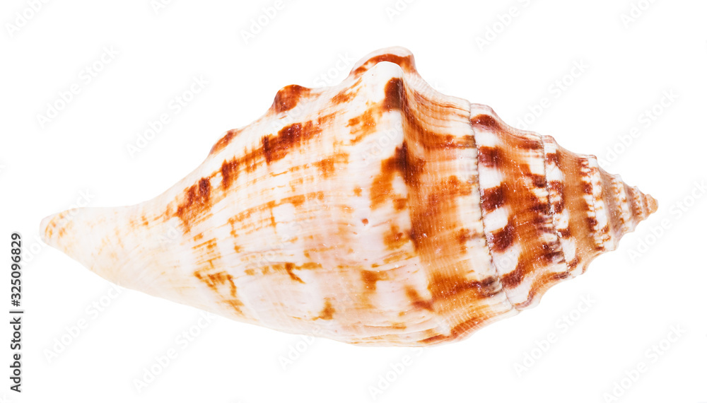 conch of sea mollusk isolated on white