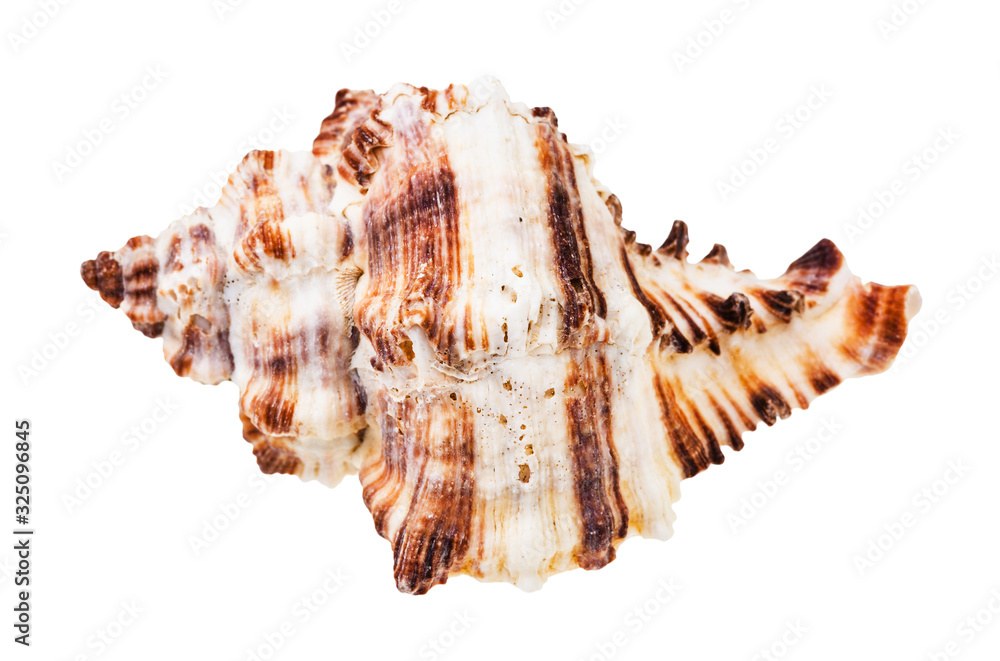 single striped conch of muricidae mollusk isolated