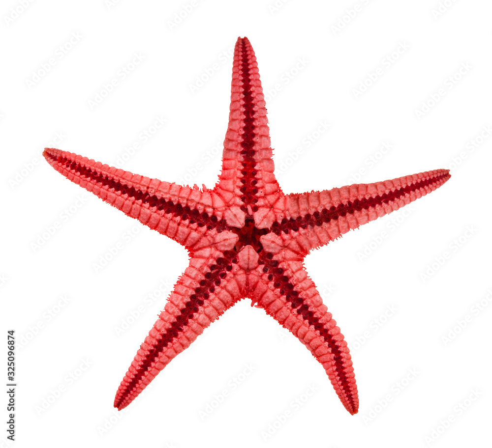 back side of dried starfish (sea star) isolated back side of dried starfish (sea star) isolated