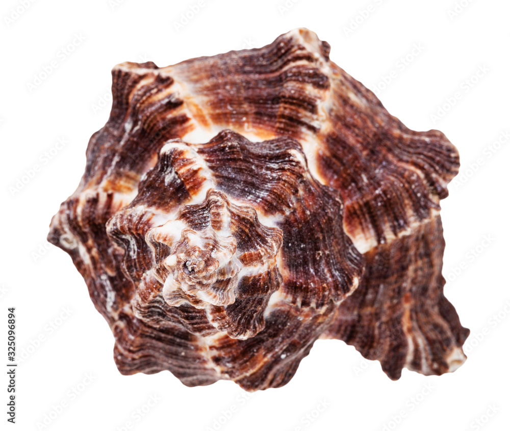 helix dark brown seashell of mollusk isolated helix dark brown seashell of mollusk isolated
