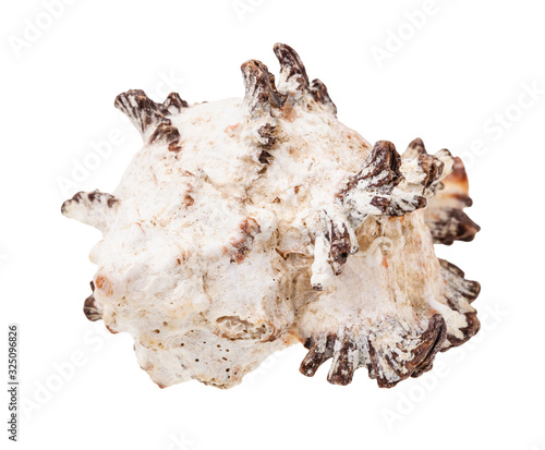 white conch of rock snail isolated on white