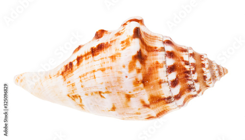 conch of sea mollusk isolated on white